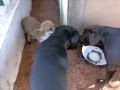 Dogs Fox Donkeys Horses Cats Pig Live Together In A Harmony Seems To Me That They Are Smarter