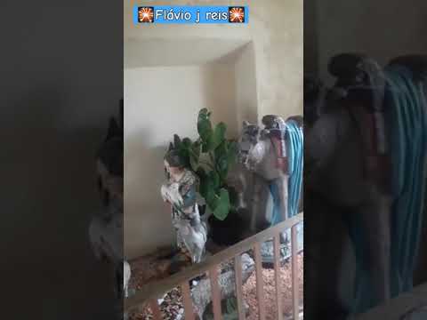 Presépio de Cipotânea - MG