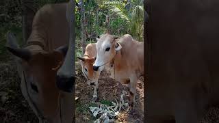 Download lagu SAPI BETINA INI DIKAWINKAN LAGI, SETELAH 21 HARI LALU DIKAWINKAN NAMUN GAGAL...#shorts  #ternaksapi mp3