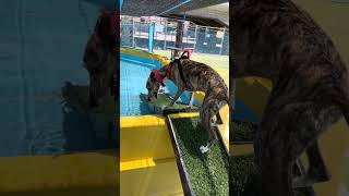#ウィペット #SamukawaDogGarden’s #whippet #ボストンテリア #ボーダーコリー  #ドッグラン #犬のいる暮らし #犬