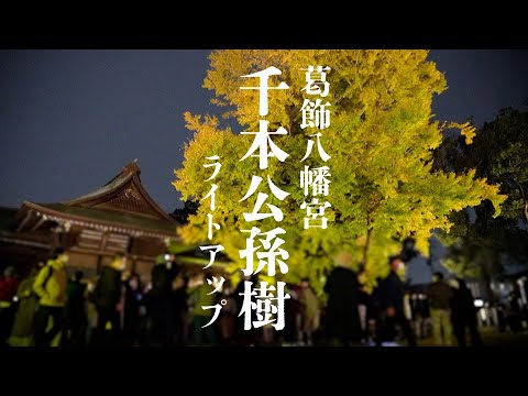 【葛飾八幡宮】千本公孫樹ライトアップ