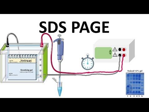 SDS PAGE : How does it works?