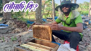 গাছের মৌমাছি কি পালন করা যায়?বাক্স এই মৌমাছি কিভাবে আটকানো যায়।
