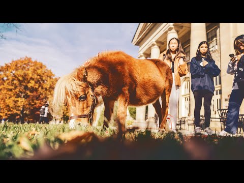Remembering Minnie—a Little Horse with a Big Following - Cornellians | Cornell University