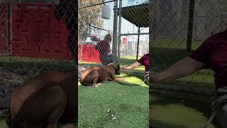 Video preview image #1 Boxer Puppy For Sale in Pasadena, CA, USA