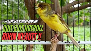 Download lagu SUARA Kenari GACOR PANJANG Pancingan & masteran Kenari Paud AGAR gacor AMPUH Kenari MACET bunyii mp3 Download lagu SUARA Kenari GACOR PANJANG Pancingan & masteran Kenari Paud AGAR gacor AMPUH Kenari MACET bunyii mp3