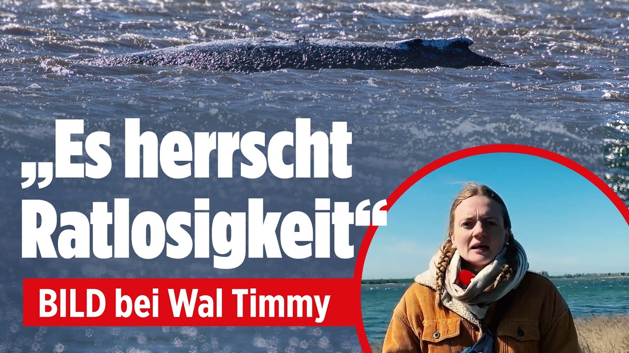 Ostsee-Drama um Wal Timmy: „Es herrscht Ratlosigkeit!“ – Buckelwal sitzt wieder fest!