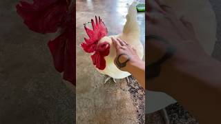 🇹🇼Travelogue - beautiful and gentle #rooster #taiwan #tainan
