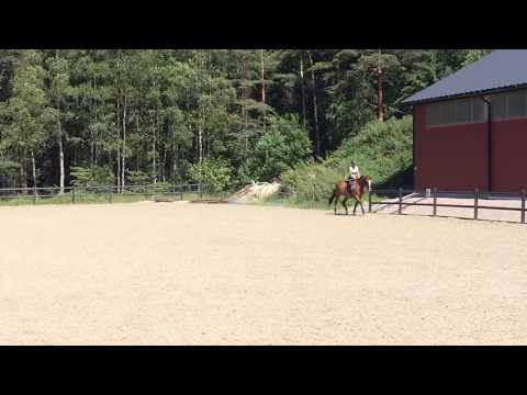 Dressage With Asterix 2017