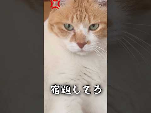 夏休み中うざ絡みしてくる子どもに我慢の限界がきた #猫武将 #ネコ #ねこ #元野良猫チャチャ
