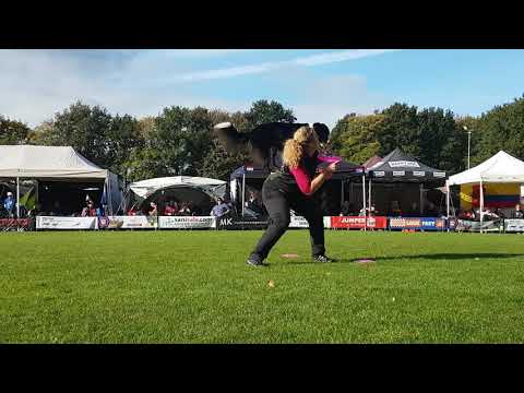 download lagu mp3 mp4 Ufo Dogfrisbee, download lagu Ufo Dogfrisbee gratis, unduh video klip Ufo Dogfrisbee