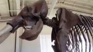 preview picture of video 'Columbian Mammoth -Fossil Discovery Center'