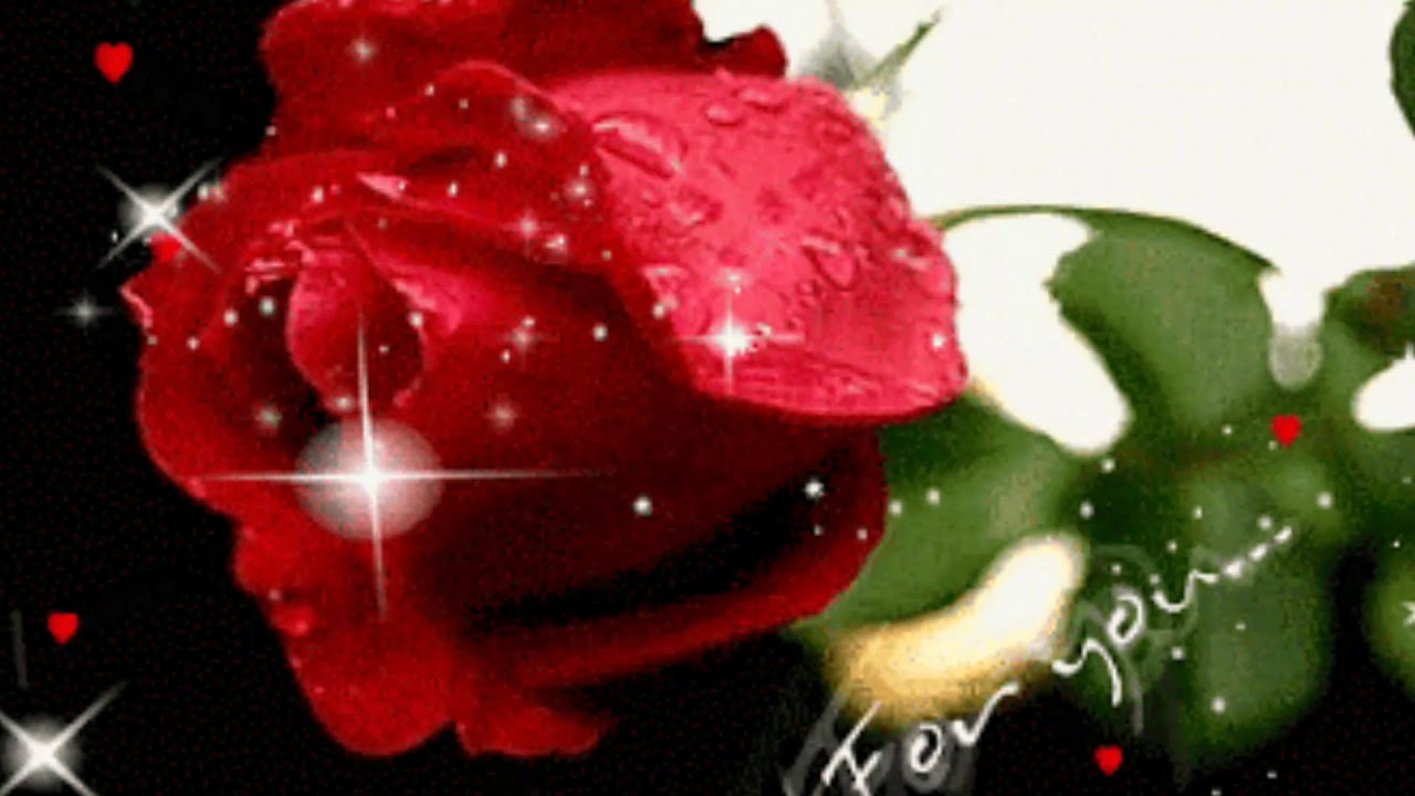 Animated rose /background/gifs