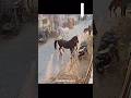 Over Control Ghodi Ko Handelar Ne Kiya Hawa Mein Control Rajasthandiscovery Horse How New Reels