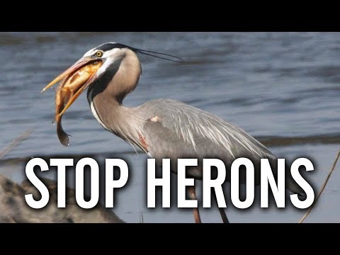 10 Ways to Keep Herons Away From Your Pond