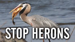 10 Ways to Keep Herons Away From Your Pond