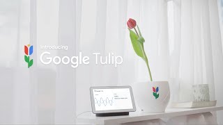 Google Nederland - Introducing Google Tulip