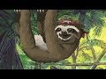 Sleep Meditation for Children | THE SLEEPY SLOTH | Bedtime Sleep Story for Kids Sleep Meditation for Children | THE SLEEPY SLOTH | Bedtime Sleep Story for Kids