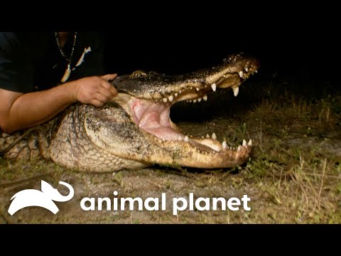The Whole Team Takes Down A MONSTER Gator | Gator Boys | Animal Planet