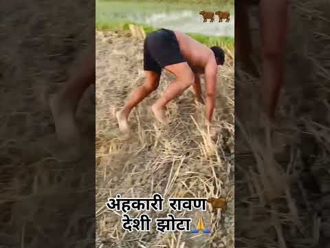ahankari ravan desi jota jindabad 🐂🙏 #haryanvi #desiharyana #latestnews #desiharyanatravller #ha