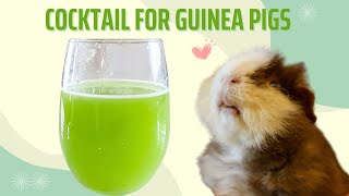 Homemade Cocktail for Guinea pigs - get them to drink more water!