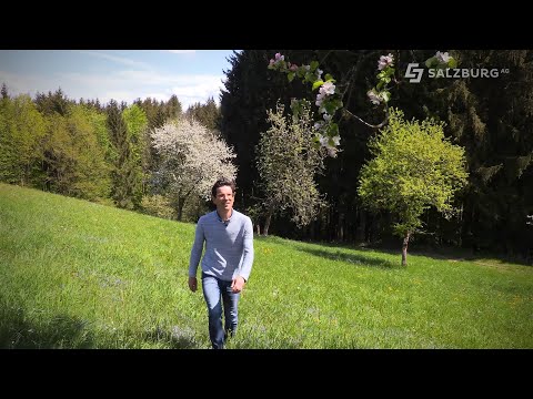 Obstbäume - wichtig für Wildbienen, Hummeln und Insekten - Wildbienenschutz für den Garten