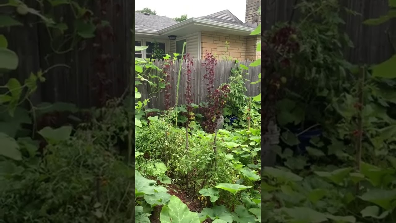 ¿Qué tipo de vegetación hay en Jamaica? LIB Answers