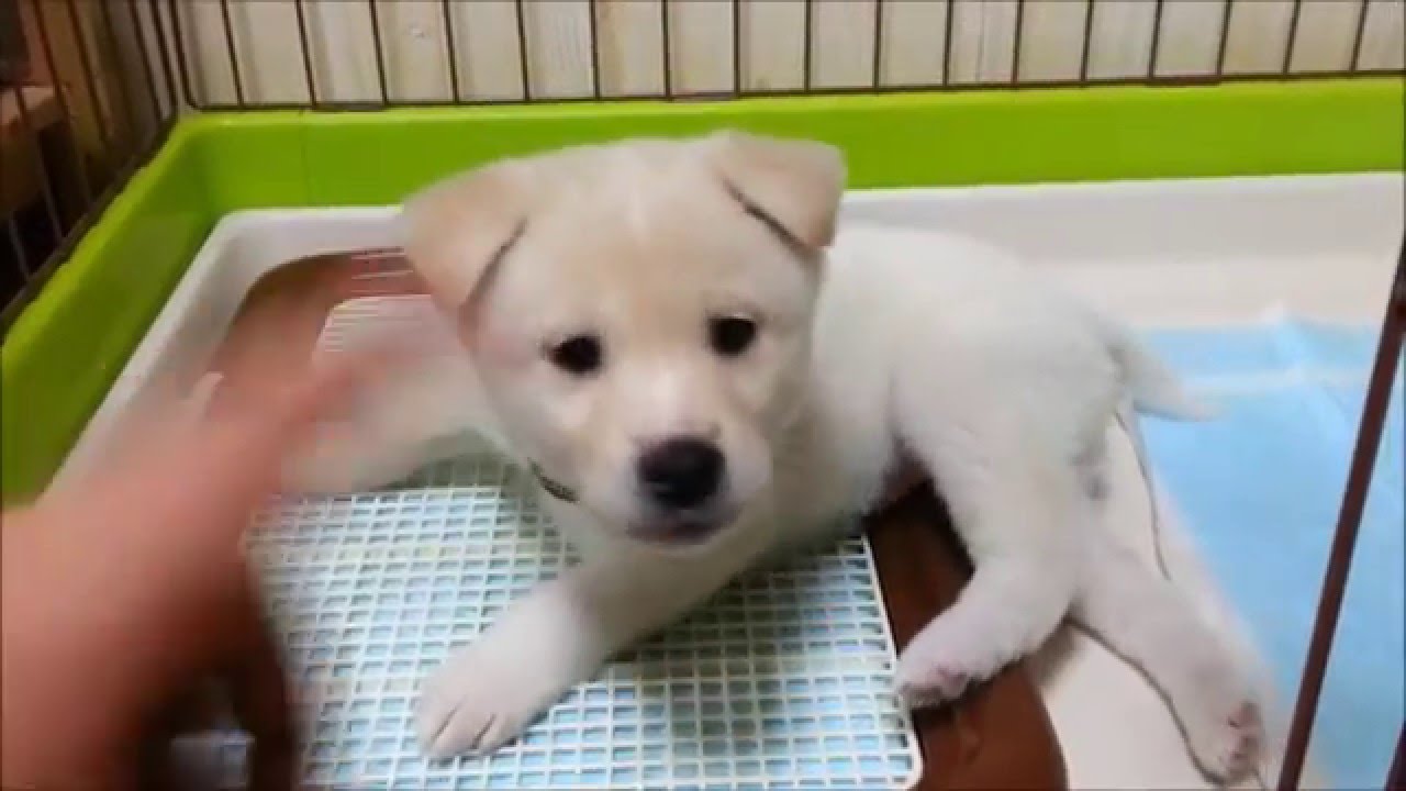 Download 癒し動画 紀州犬の子犬が来た日 Cute Puppy 母兄弟と離れ初めて Daily Movies Hub