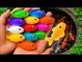 Catch Beautiful Aquarium Fish In Small Pond Baby Turtles Goldfish Platy Fish Glass Fish Fish Video