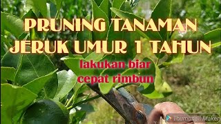 Download lagu Pruning Tanaman Jeruk Umur 1 Tahun mp3