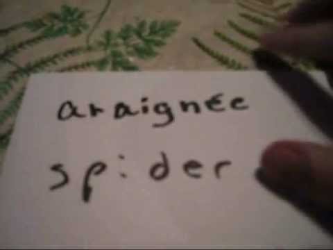 chaoui and other animals