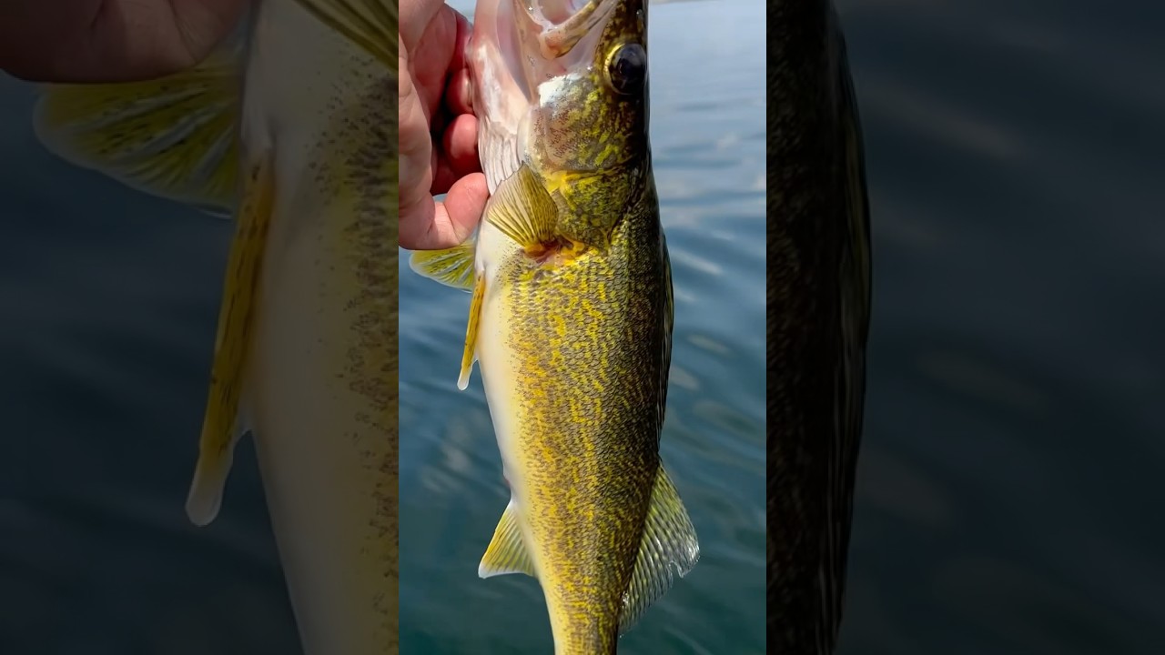 The Quick Walleye Release!