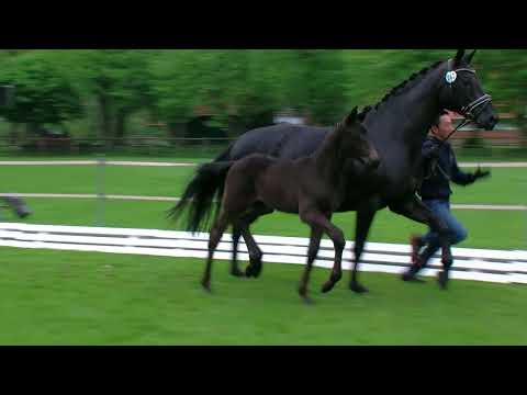 Hf v Fuerstenball x Sir Donnerhall 2018