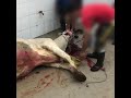 ¿Sabías que así es como asesinan a algunas vacas por su cuero?
