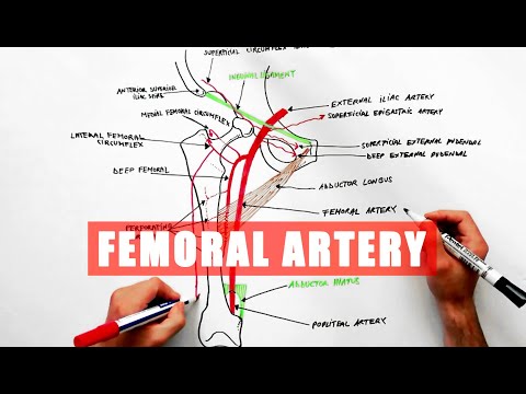 Femoral Artery and its branches - Anatomy tutorial