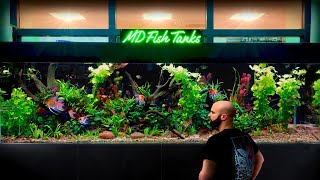 Building 8ft NON CO2 Ecosystem Aquarium: 1000L Angelfish, Keyhole Cichlids, Tetra, Corydoras