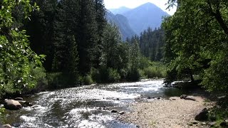Sequoia and Kings Canyon: Immortal Giants