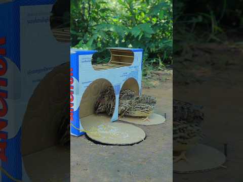 Perfect Making Unique Quail Trap Idea Using Cardboard Box #Outdoors #survival #skills #camping