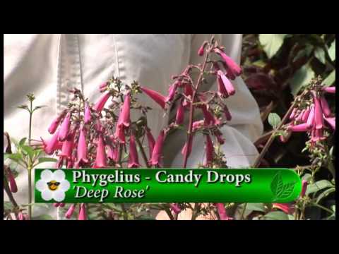 download lagu mp3 mp4 Phygelius, download lagu Phygelius gratis, unduh video klip Phygelius