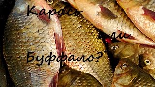 Волга где и на что ловить карася серебряного