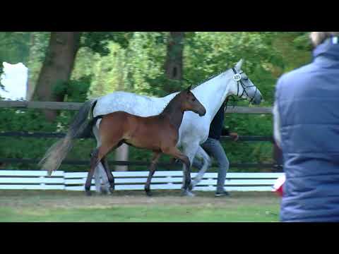 Arenhövel, Stakkatol-Guidarc-Grannus