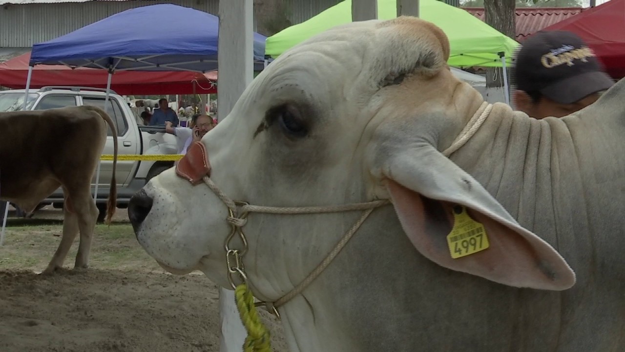 Veracruz Agropecuario - Ganado Brahman