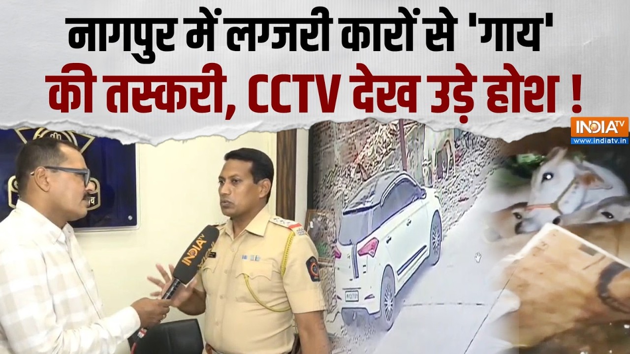 Cattle Smuggling In Nagpur: लग्जरी कारों से 'गाय' की तस्करी ! पुलिस ने कि?