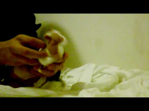 GeoDaSilva & Sahara - Bellezza (Official Radio Version)  Remade @ RoyAl