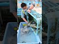 Buying Japanese Fugu at Licensed Fish Market
