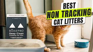 3 BEST Non Tracking Cat Litter