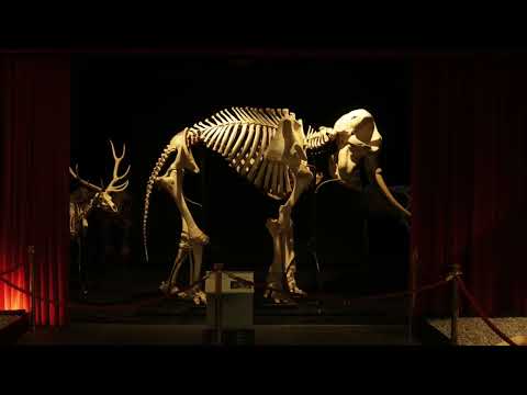 Naturhistorisches Museum Bern YouTube-Vdeominiatur 21