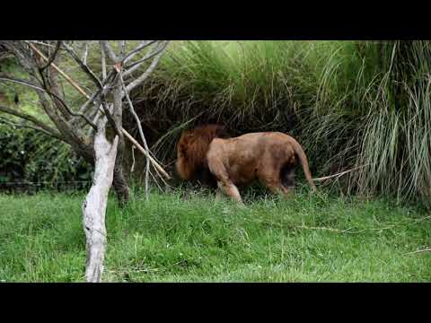 Lions Roar at Ukumari