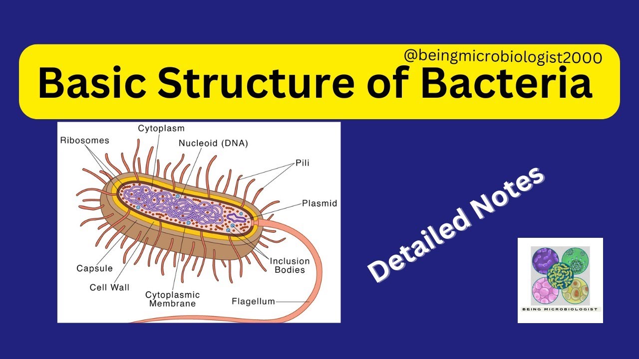 Basic Structure of Bacteria|Basic Bacteriology|Components|Functions|Principles|Bacteria|Notes