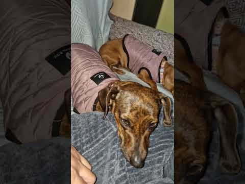 My fur babies, welcome back home! Ozzie, you’re finally sterilized now!